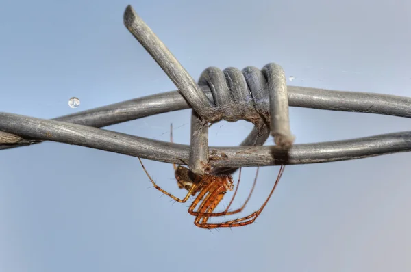 Spinne auf dem Stacheldraht — Stockfoto