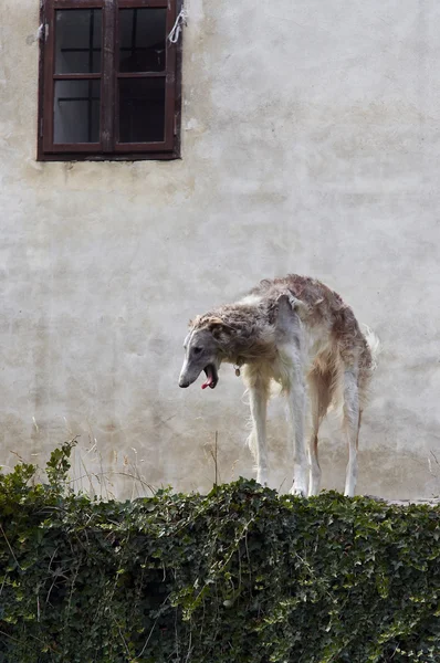 Ρωσικά wolfhound — Φωτογραφία Αρχείου