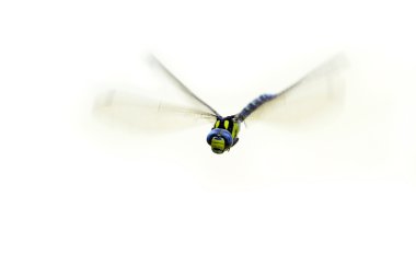 Flying damsel-fly clipart