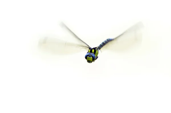Flying damsel-fly — Stock Photo, Image