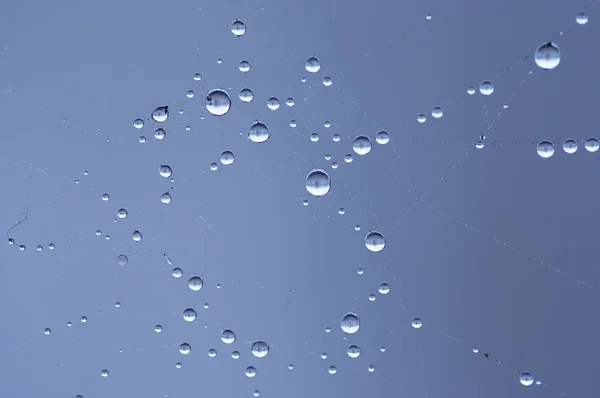 Wet with dew cobweb — Stock Photo, Image