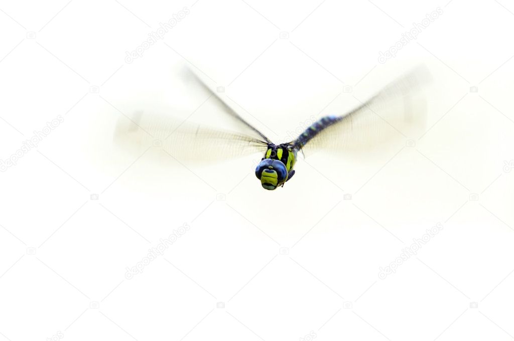 Flying damsel-fly