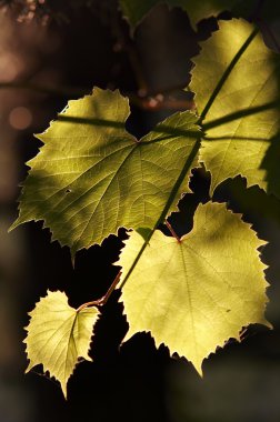 grapevine içinde arka aydınlatma