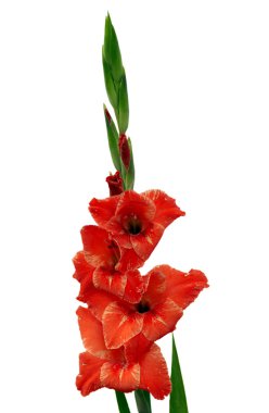 Gladiolus clipart