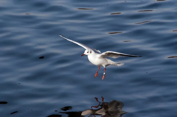 Flying gull - splashdown — Stock Photo, Image
