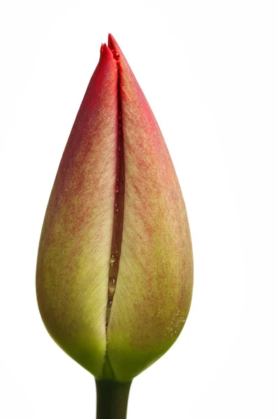 Virágzik a tulipán — Stock Fotó