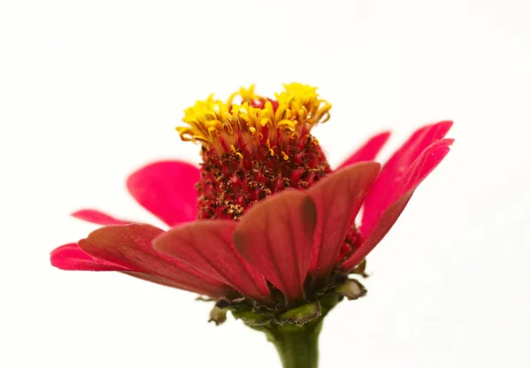 Blüte — Stockfoto