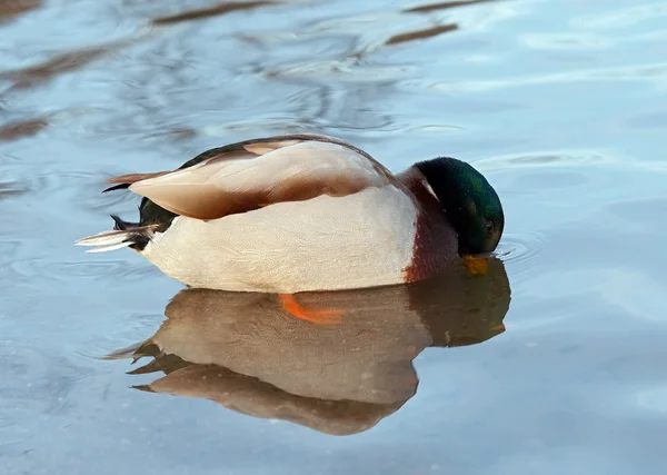 Mallard - wild duck - diver — Stock Photo, Image