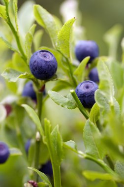 Blueberry shrubs clipart