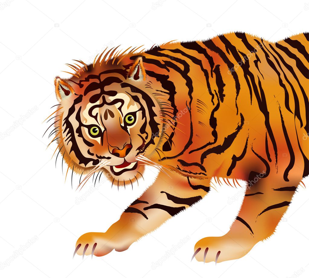 Siberian tiger - vector