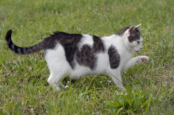 Gato cazador — Foto de Stock