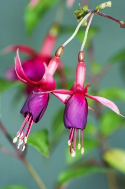 Fuchsia clipart