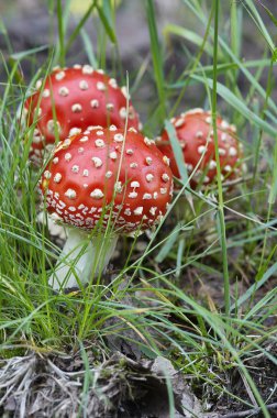 Fly poisonous amanita clipart