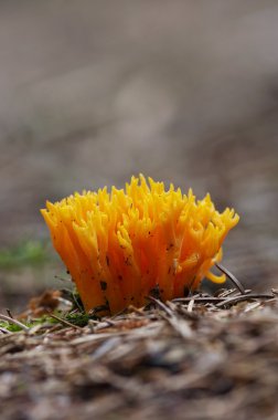 gele koraal paddestoel