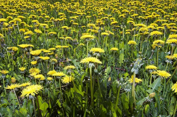 Yellow meadow - ablaze with dandelions — Stock Photo, Image