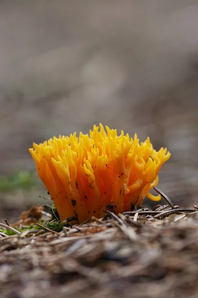 黄色い珊瑚のキノコ — ストック写真