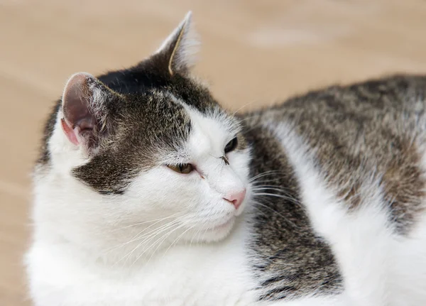 猫の鼻の上の蚊 — ストック写真