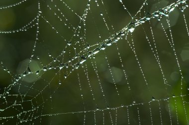 Cobweb with glistening dewdrops clipart