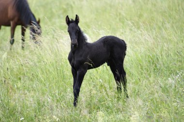 siyah colt - erkek tayı