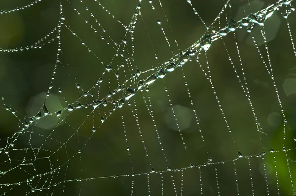 Cobweb с блестящими капли росы — стоковое фото