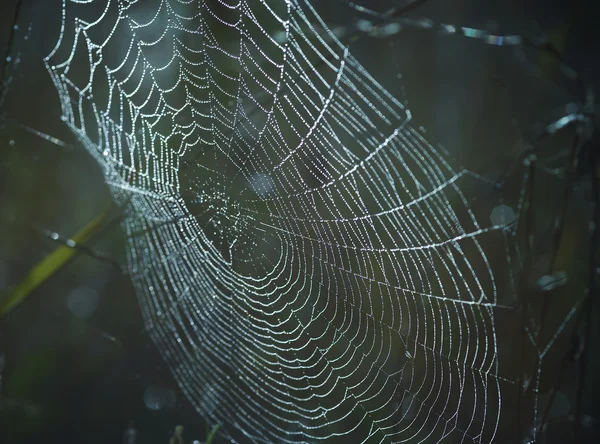 이 슬 맺힌 거미줄 — 스톡 사진