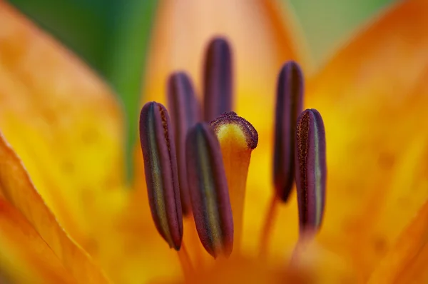 Close-up of a lily — Stock Photo, Image