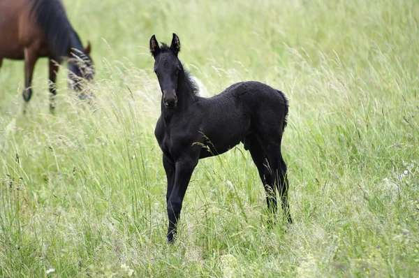 黒コルト - 男性馬 — ストック写真