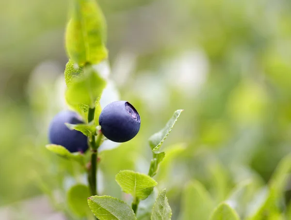 Blueberry shrubs — Stock Photo, Image