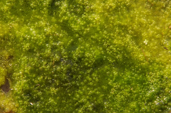 Пузырчатое болото — стоковое фото