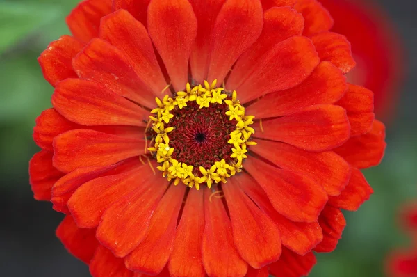 花弁と花 — ストック写真