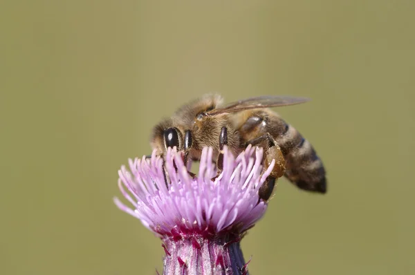 Pollination — Stock Photo, Image