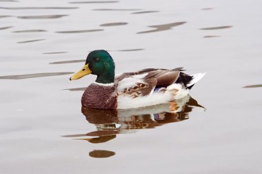 Wild duck floating on the water clipart