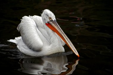 Dalmatian pelican clipart