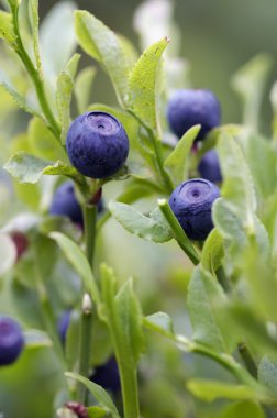 Blueberry - forest product clipart