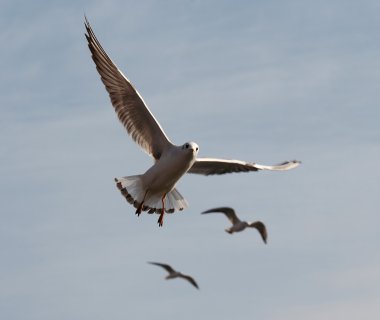 Flying gull clipart