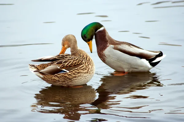 Pair of wild duck — Stock Photo, Image