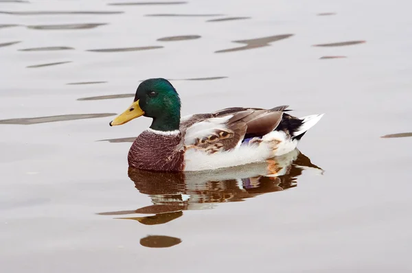 Wild duck floating on the water — Stock Photo, Image