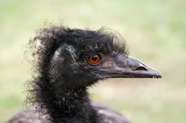 Lockigt emu — Stockfoto