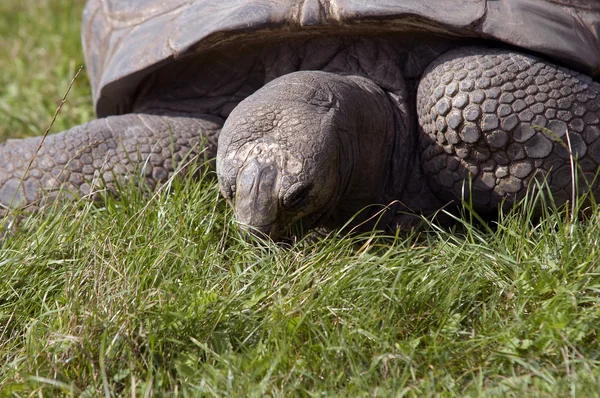 Reuzenschildpadden — Stockfoto