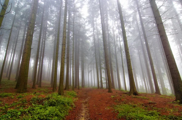 Barrträd skogen i dimma — Stockfoto