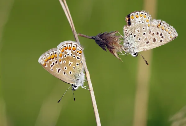 Schmetterlinge auf dem Gras — Stockfoto
