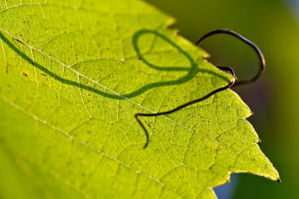 Leaf of grapevine — Stock Photo, Image