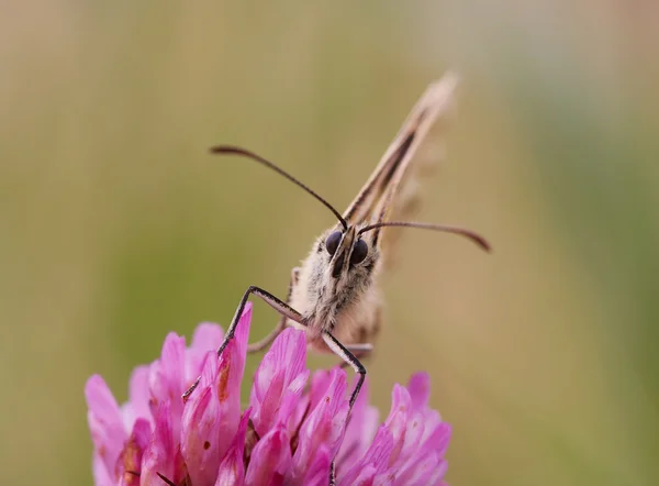 Всадник - бабочка на цветке — стоковое фото