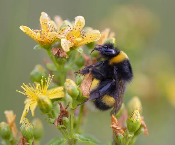 Humblebee — 스톡 사진
