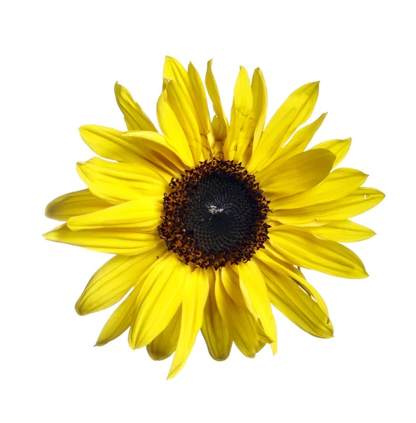 Blom av sunflower — Stockfoto