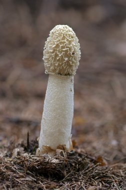 ortak stinkhorn