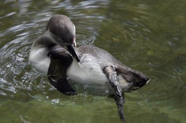 humboldt pengueni