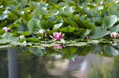 Pond lily on the water clipart