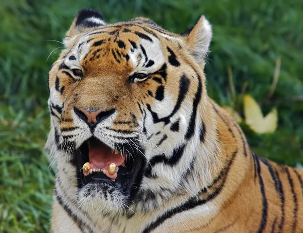 stock image Siberian tiger