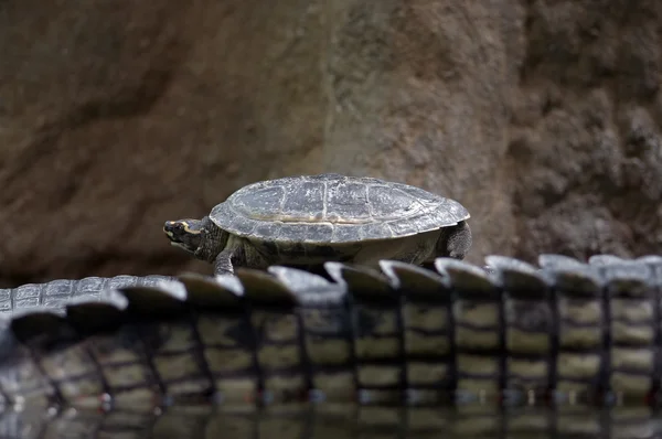 鳄鱼尾巴上的小陆龟 — 图库照片